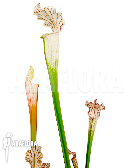 Sarracenia leucophylla ‚Red Line‘