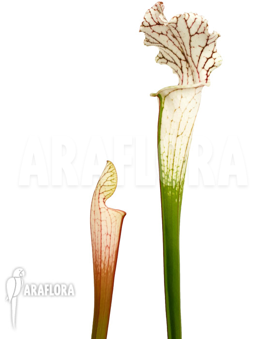 Sarracenia leucophylla ‚Red Line‘
