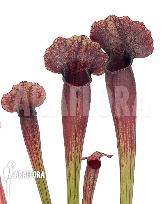 Sarracenia x Thomas ‚S‘