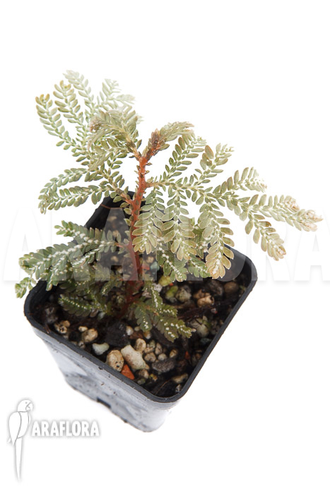 Selaginella picta