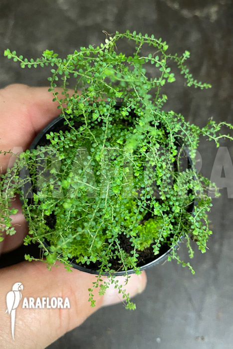 Selaginella rotundifolia