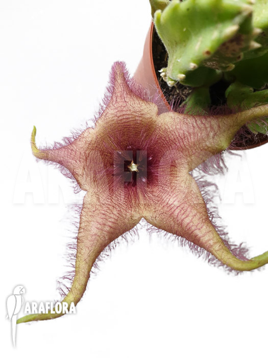 Stapelia gigantea
