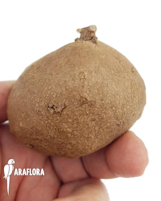 Stephania erecta