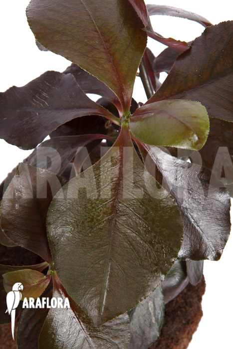 Synadenium grantii ‚rubra‘