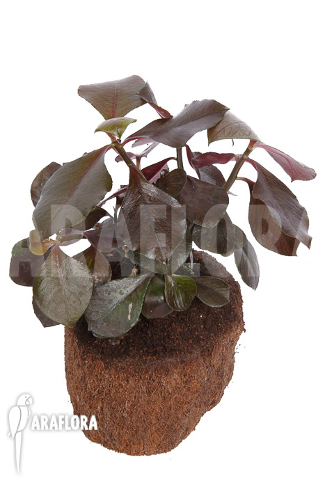 Synadenium grantii ‚rubra‘