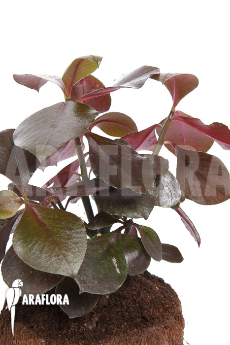 Synadenium grantii ‚rubra‘