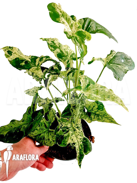 Syngonium ‚mottled mojito‘