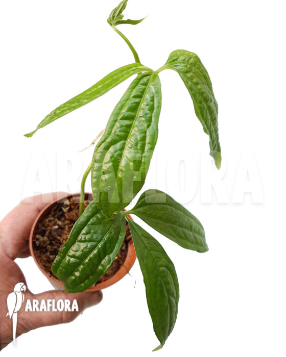 Syngonium sp ‚island Colon‘