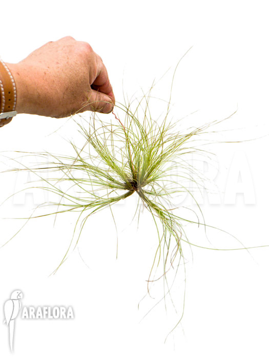 Tillandsia juncifolia