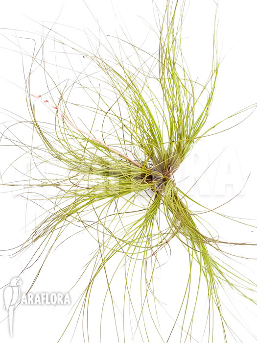 Tillandsia juncifolia