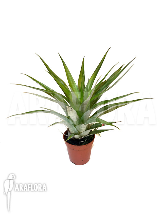 Tillandsia oerstediana ‚Starter‘