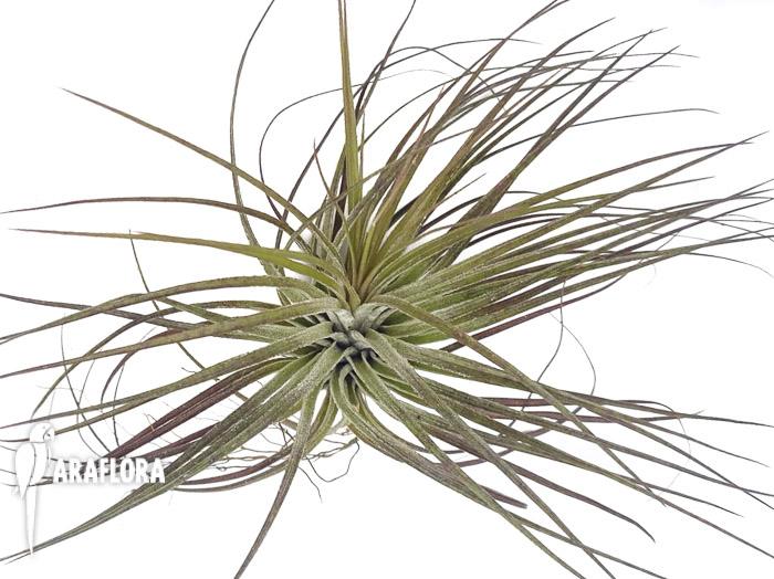 Tillandsia stricta ’silver‘