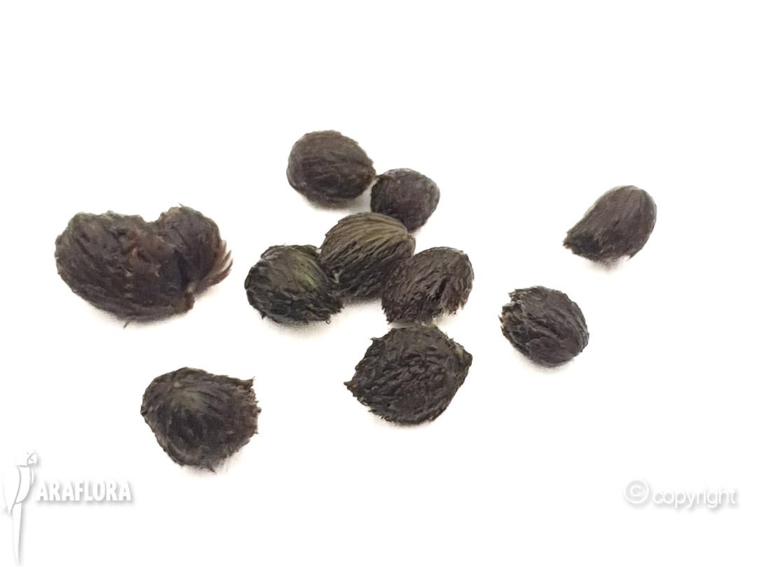 Utricularia australis gemmae-8