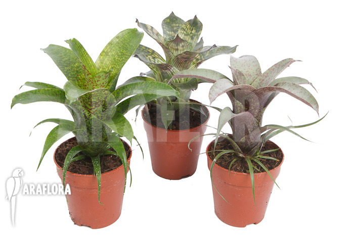 Vriesea package 3 species