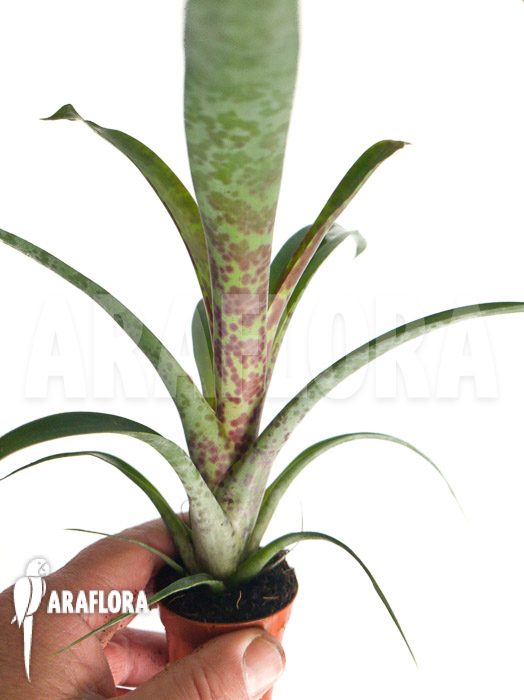 Vriesea pardalina ‚Lacy‘