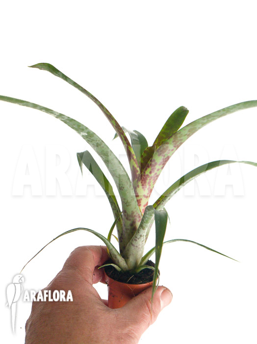 Vriesea pardalina ‚Lacy‘