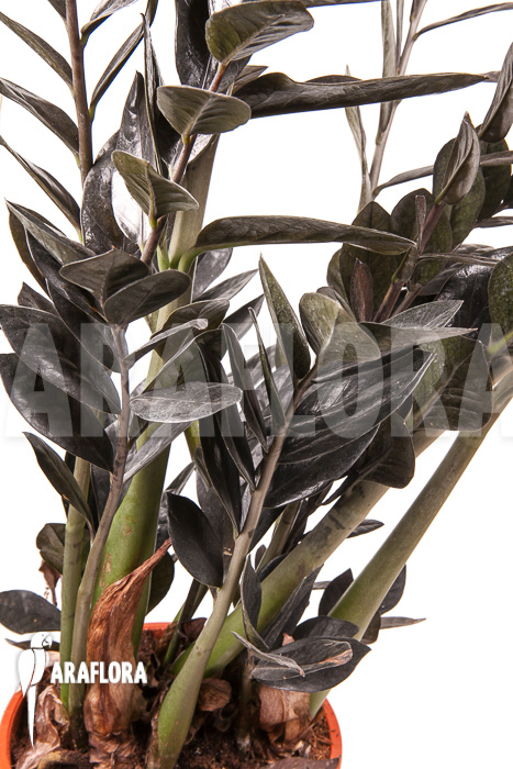 Zamioculcas zamiifolia ‚Raven‘