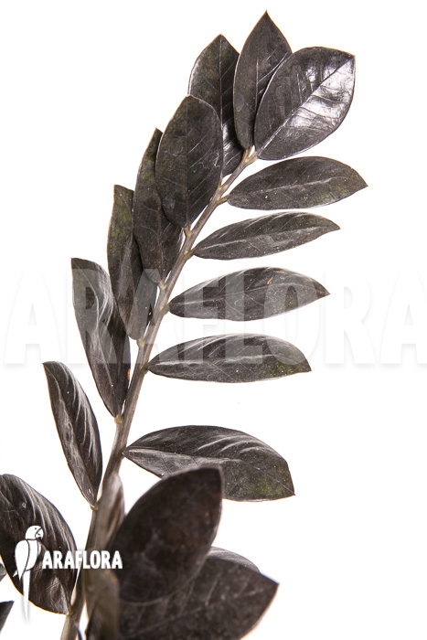 Zamioculcas zamiifolia ‚Raven‘