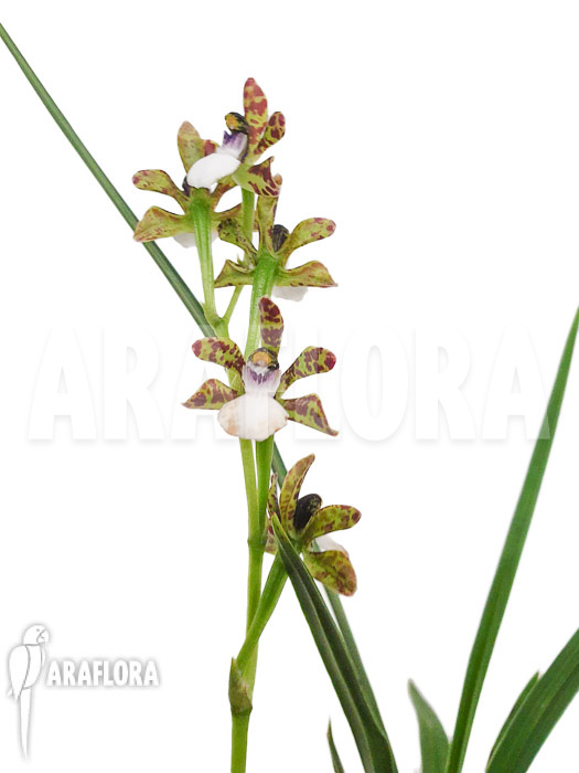 Zygopetalum microphytum