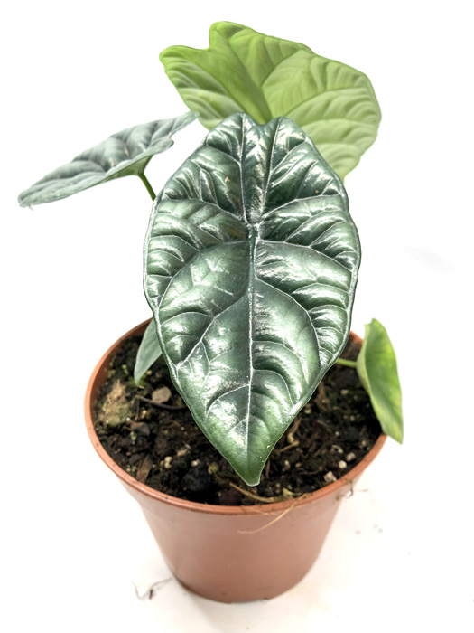 Alocasia sinuata