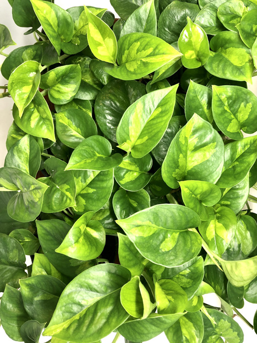 Epipremnum aureum ‚Global Green‘
