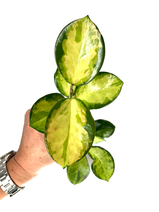 Hoya australis ‚Lisa‘ ‚S‘