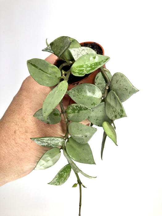 Hoya krohniana ‚eskimo‘  ‚S‘