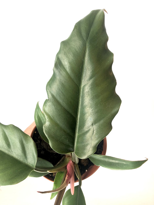 Philodendron ‚Saw‘