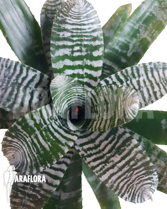 Aechmea chantinii ‚Large‘