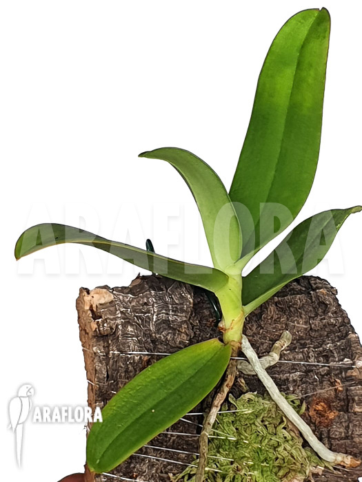 Aerangis ellisii