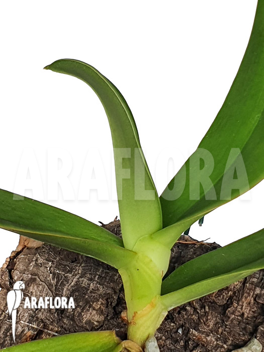 Aerangis ellisii