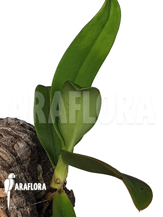 Aerangis ellisii