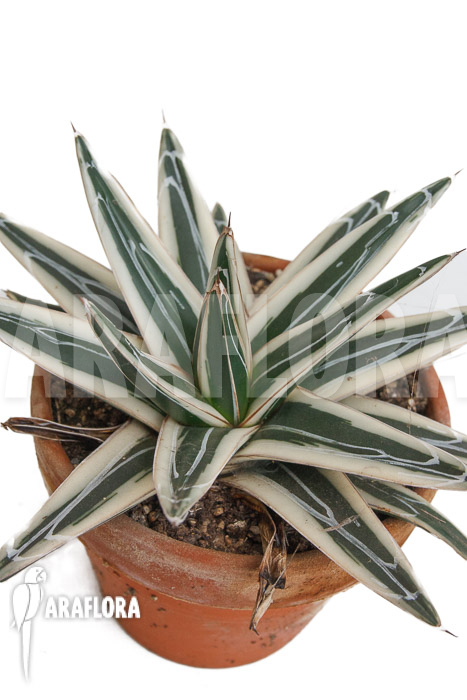 Agave victoriae reginae ‚White rhino‘