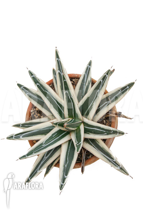 Agave victoriae reginae ‚White rhino‘