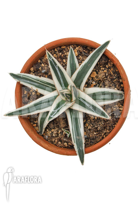 Agave victoriae reginae ‚White rhino‘ ‚M‘
