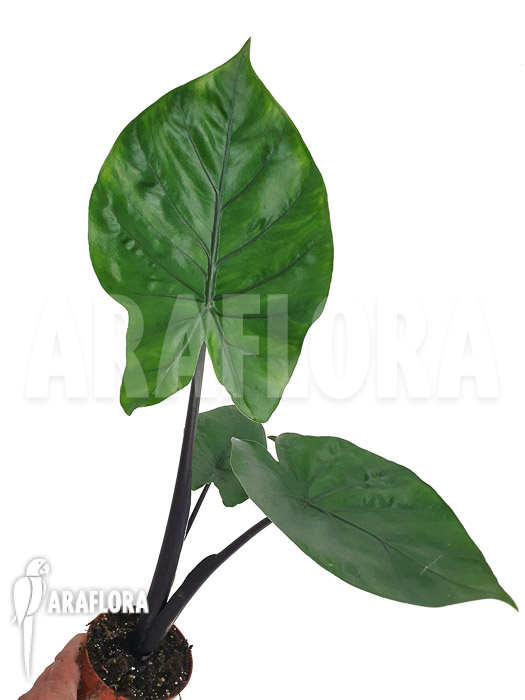 Alocasia ‚Black cobra‘