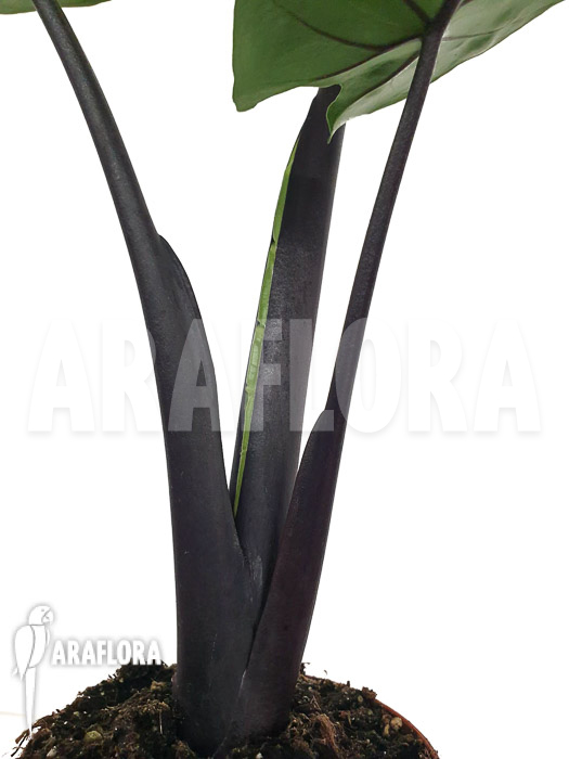 Alocasia ‚Black cobra‘