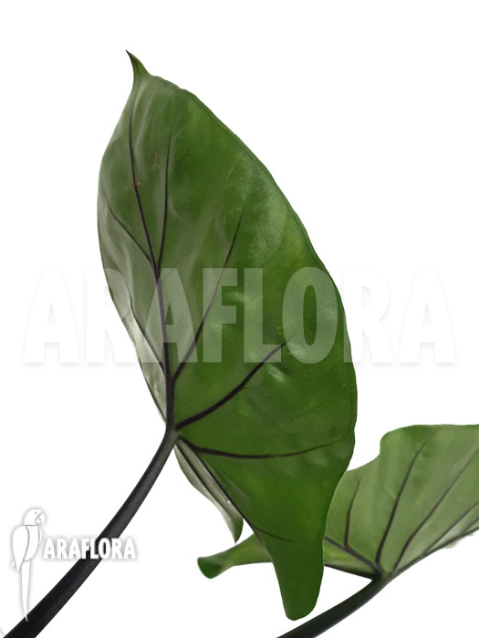 Alocasia ‚Black cobra‘