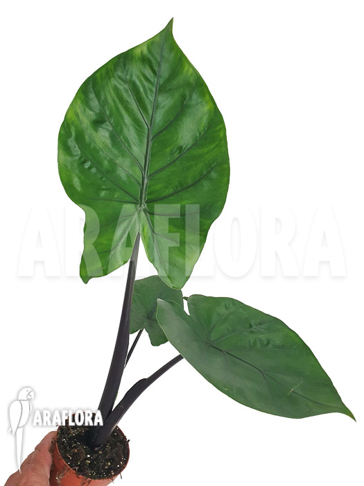 Alocasia ‚Black cobra‘