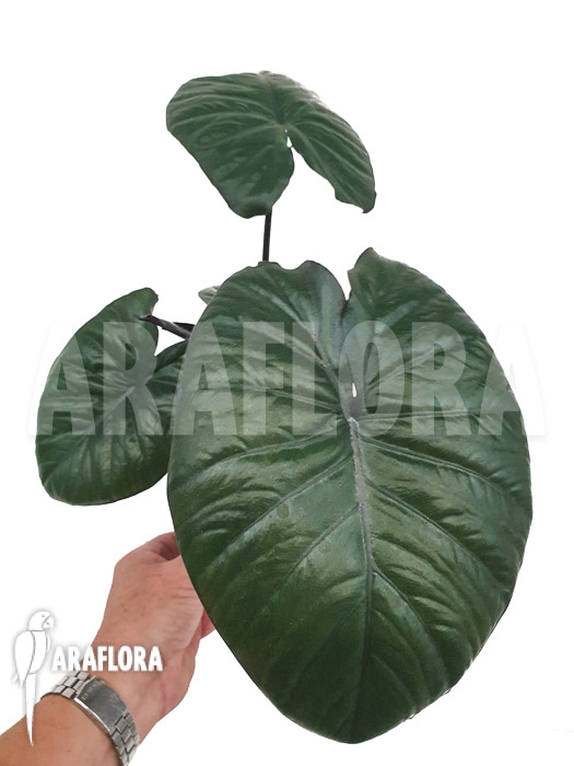 Alocasia ‚Chocolat green‘