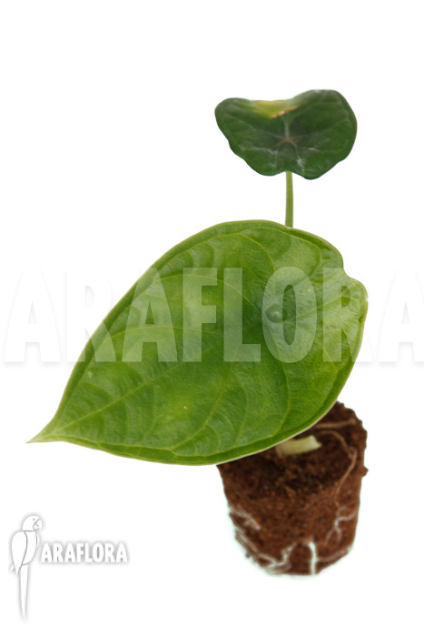 Alocasia ‚Dragon Scale Round form‘ ‚Plug‘