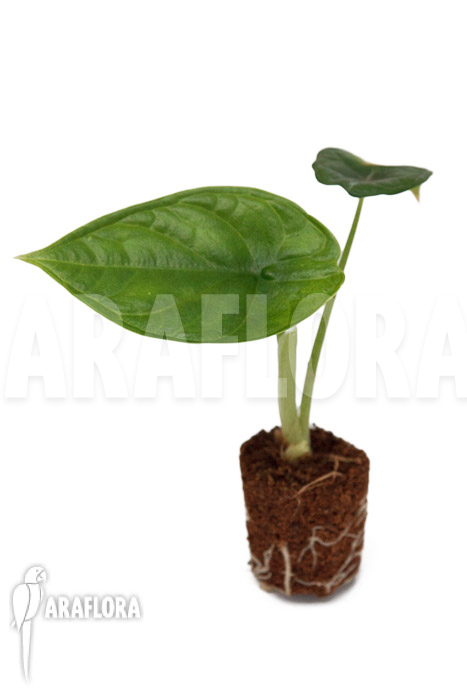 Alocasia ‚Dragon Scale Round form‘ ‚Plug‘