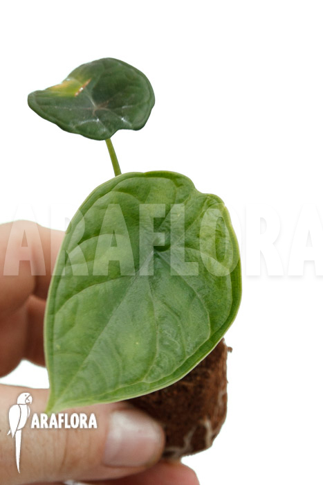 Alocasia ‚Dragon Scale Round form‘ ‚Plug‘