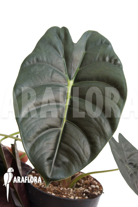 Alocasia ‚Golden Bone‘