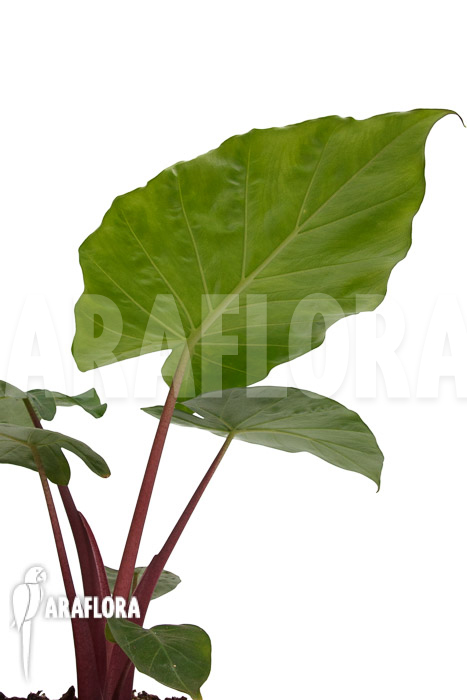 Alocasia ‚Imperial Red‘