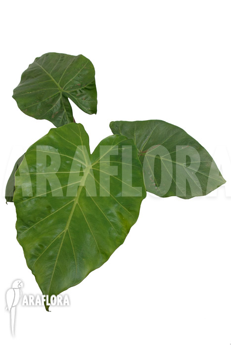 Alocasia ‚Imperial Red‘