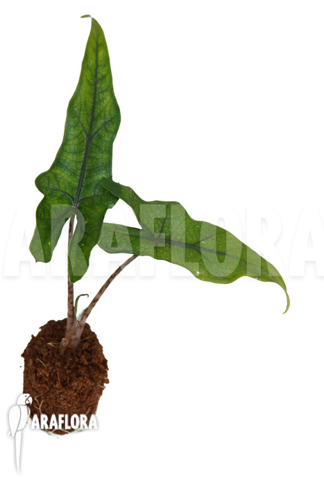 Alocasia ‚Jacklyn Narrow‘ ‚Plug‘