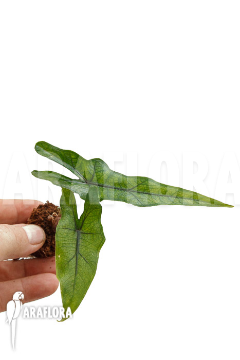 Alocasia ‚Jacklyn Narrow‘ ‚Plug‘