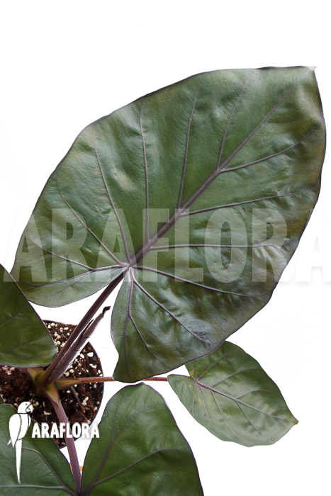 Alocasia ‚Metalhead‘