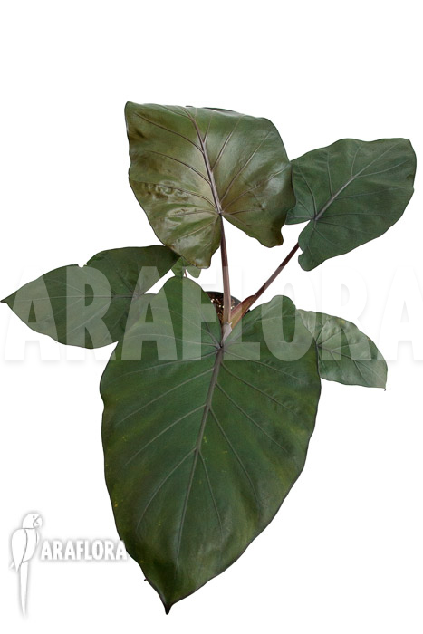 Alocasia ‚Metalhead‘